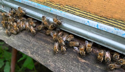В России пчёлы попали в список для первоочередного таможенного оформления 
