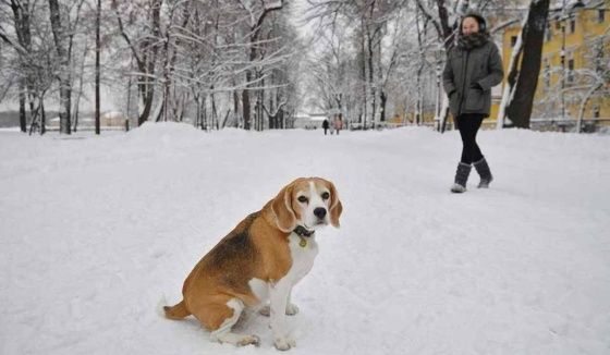 Леус представил прогноз погоды в Петербурге на 10 февраля