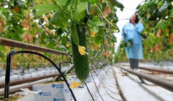 Волгоградские аграрии планируют нарастить объемы переработки продуктов