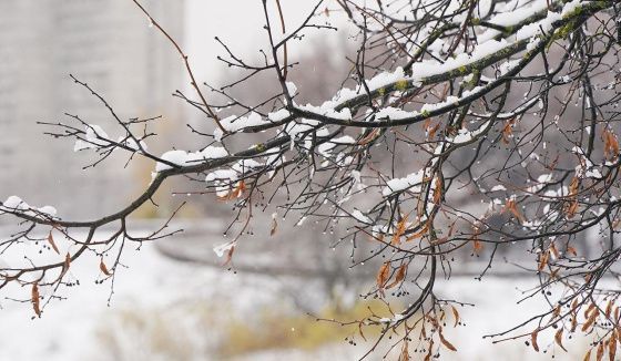 Дождь и ночные заморозки ждут столицу в ближайшие дни: прогноз синоптиков