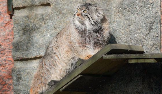 Манул Тимофей начал разжировку к лету