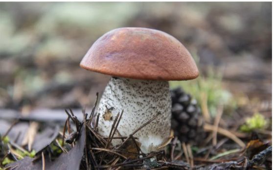 В Челябинской области стартовал сезон грибов