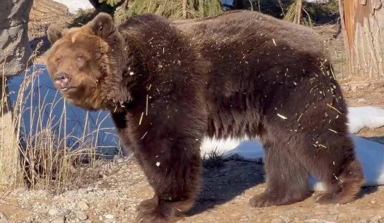 В Пермском зоопарке проснулись бурые медведи
