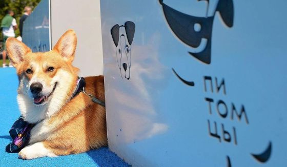 Музей городского хозяйства Москвы запускает акцию помощи бездомным животным