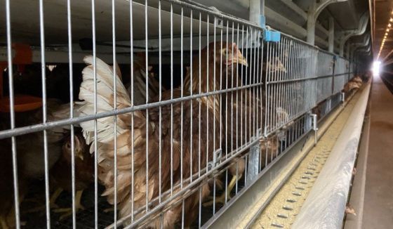 "Птицефабрика Чайковская"  расскрыла промышленный рацион кур-несушек