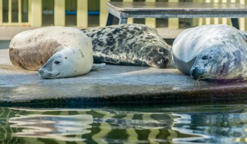 Калининградские тюлени получат новый дом