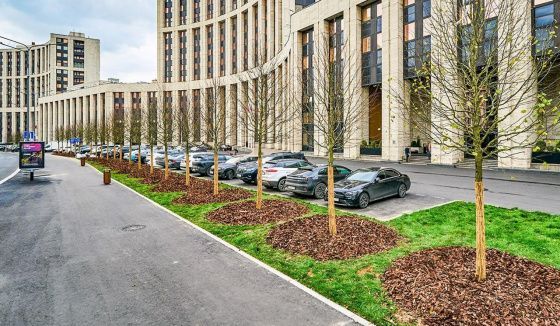 На проспекте Академика Сахарова высадят клёны, рябины и декоративные яблони