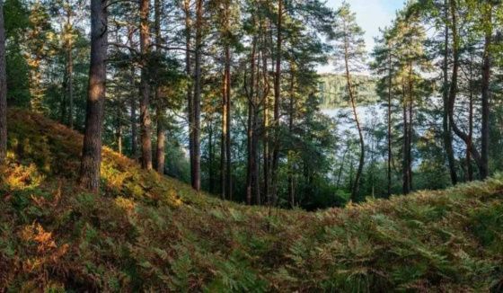 Охранная зона появится вокруг памятника природы на реке Оредеж Ленобласти