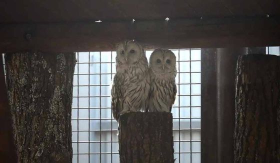 Пермский зоопарк объявил о новом режиме работы для посетителей