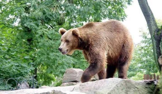 В Куйбышевском районе Новосибирской области введен режим повышенной готовности из-за медведей