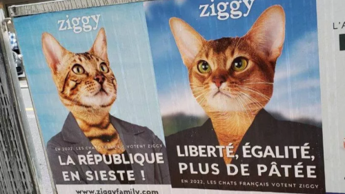 В Париже появились "предвыборные плакаты" с котами