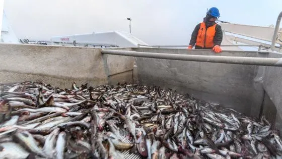 В России запретили вылов рыбы компаниям, контролируемым иностранцами