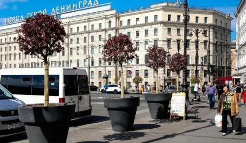 В центре Санкт-Петербурга зацвели фруктовые деревья