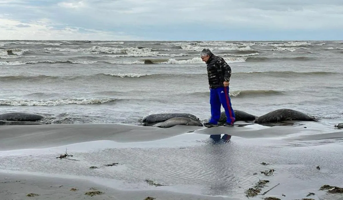Стала известна причина гибели сотен тюленей 