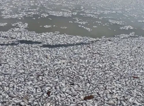 В Нижегородской области зафиксирована массовая гибель рыбы в водоёме 