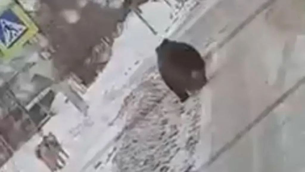 В российском городе по улицам разгуливал сбежавший медведь