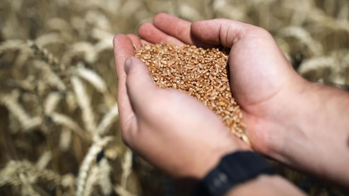 Правительство опубликовало список сельхозпродукции для экспорта за рубли