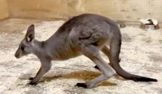 В Ростове в зоопарке родился детеныш кенгуру