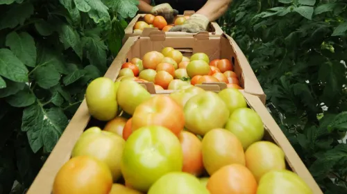 Власти выделят производителям овощей специальные субсидии