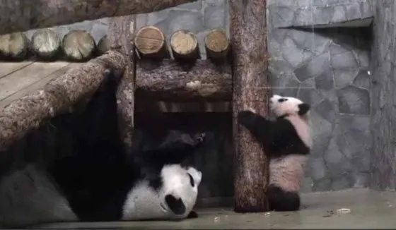 "Потому и не тискаем": в Московском зоопарке показали последствия игр кипера и панды Катюши