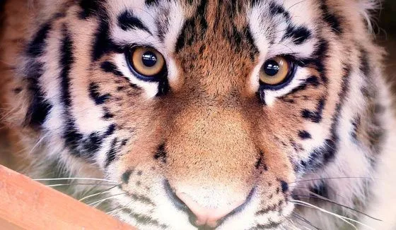 Москвичи выбрали имя для амурского тигра из Московского зоопарка