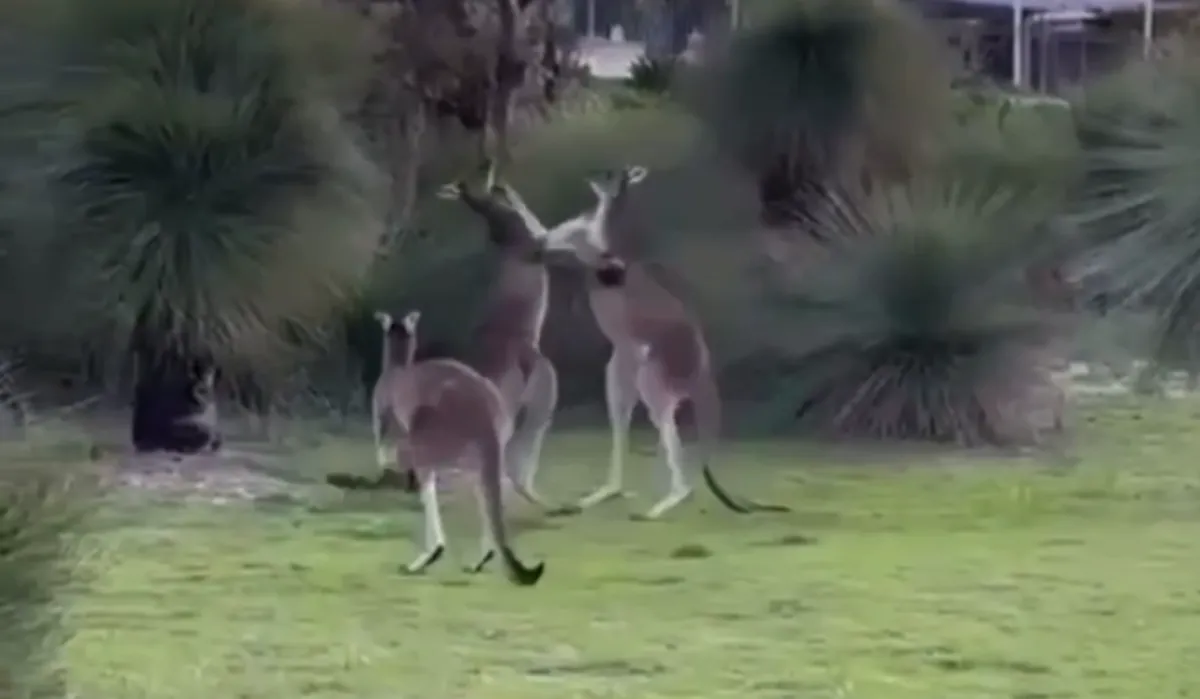 Разборки кенгуру помешали футболистам "Тоттенхэма" сыграть в гольф